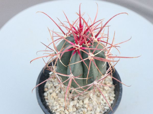 サボテン　刈穂玉　フェロカクタス サボテン：フェロカクタス 刈穂玉*幅8cm 現品！一品限り : 遊恵盆栽