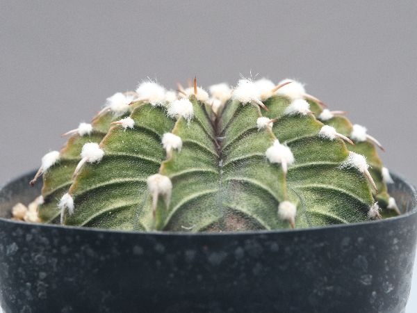 多肉植物・サボテン販売～PICO庵～ / ギムノカリキウム属 牡丹玉