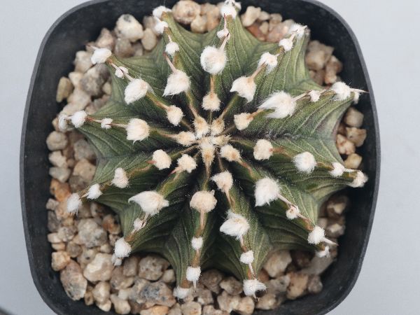 多肉植物・サボテン販売～PICO庵～ / ギムノカリキウム属 牡丹玉