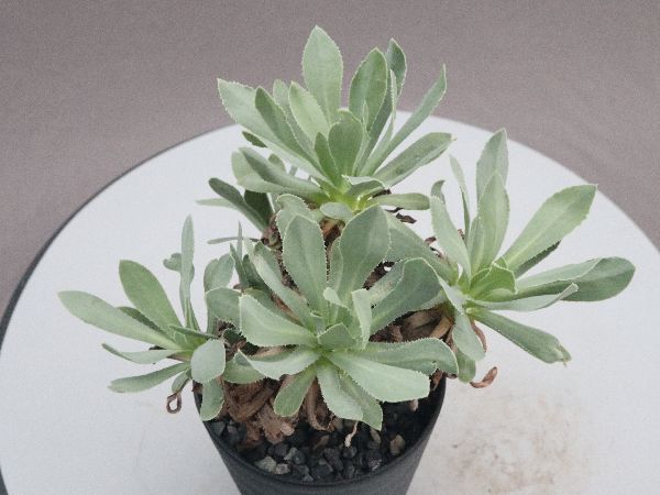 通販サイト一覧 ゲオヒントニア メキシカーナ 多肉植物 サボテン 実生 39株 サボテン