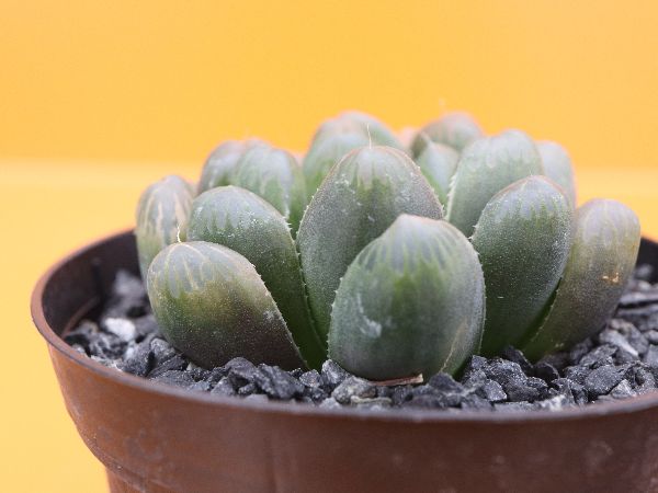 多肉植物^o^ オブツーサ 3頭苗 襲い