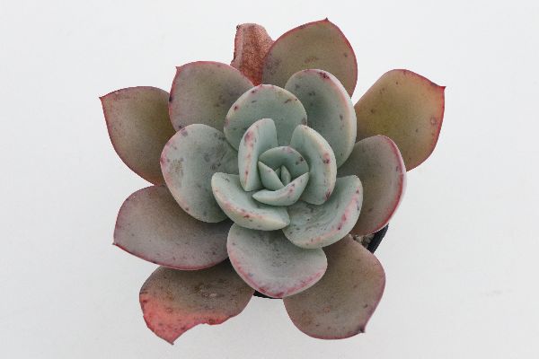多肉植物 サボテン販売 Pico庵 エケベリア属 花筏 クリスタル Echeveria Hanaikada Crystal