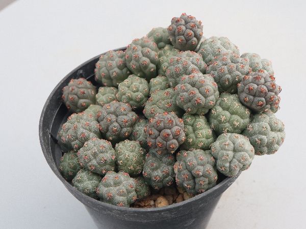 弁慶柱 カーネギア ギガンティア 抜き苗 【公式通販】