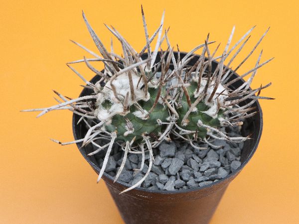 ツルビニカルプス 昇竜丸
