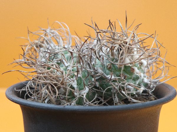 現品】サボテン・ツルビニカルプス属 長城丸(ちょうじょうまる