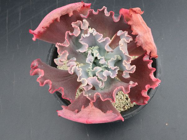 多肉植物 サボテン販売 Pico庵 エケベリア属 パーティドレス Echeveria Party Dress 多肉植物 サボテン販売 Pico庵 エケベリア属 パーティドレス Echeveria Party Dress