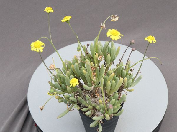 多肉植物・サボテン販売～PICO庵～ / オトンナ属