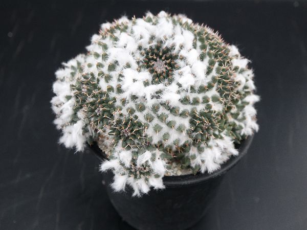 マミラリア バウミー 香花丸 Mammillaria Dolichothele Baumii 実生 古株 送料無料 サボテン 多肉植物 花 香り Esupport Vn