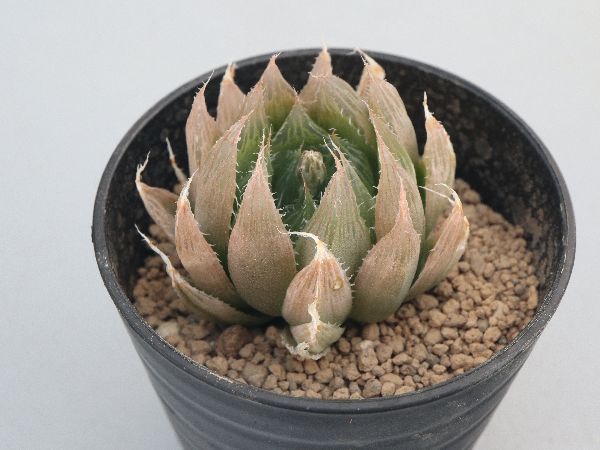 Amazon.co.jp: 多肉植物ハオルチア クリスタルプランツ 4号 634