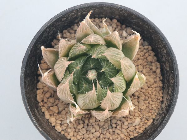 楽天市場】多肉植物：ハオルチア グリーンオブツーサhyb.*幅