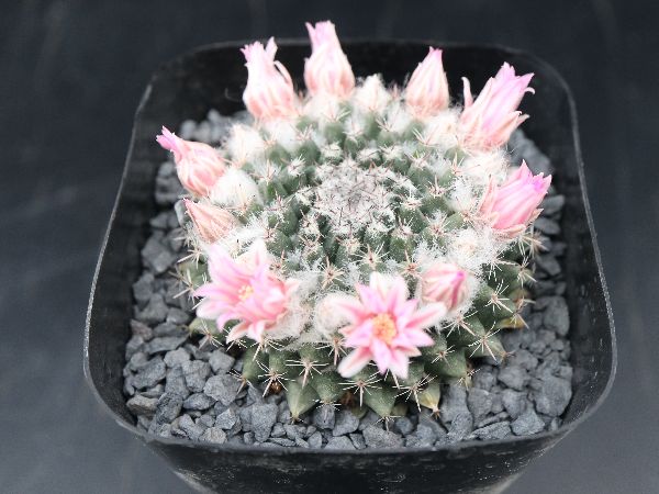 多肉植物 サボテン販売 Pico庵 マミラリア属 景清 Mammillaria Sempervivi V Caput Medusae