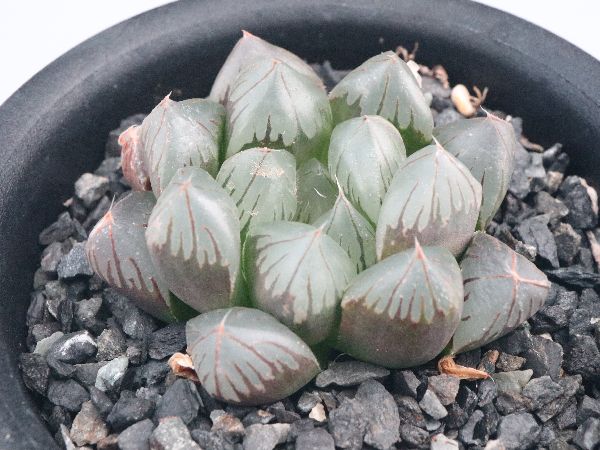 多肉植物・サボテン販売～PICO庵～ / ハオルチア属