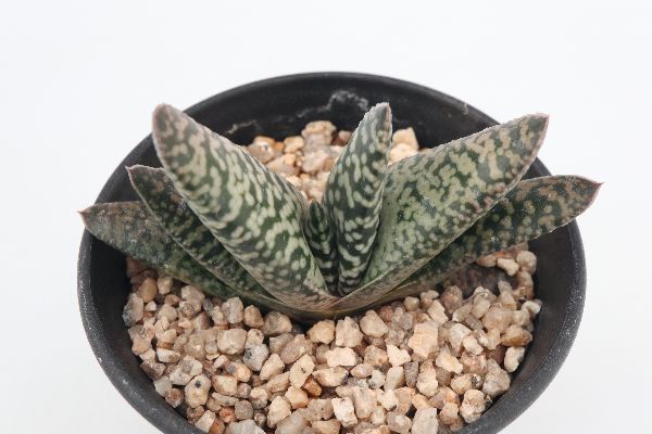 多肉植物 サボテン販売 Pico庵 ガステリア属 ダルメシアン Gasteria Carinata Dalmatian