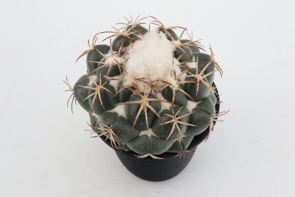 多肉植物 サボテン販売 Pico庵 コリファンタ属 グリーンウッディ Coryphantha Greenwoody