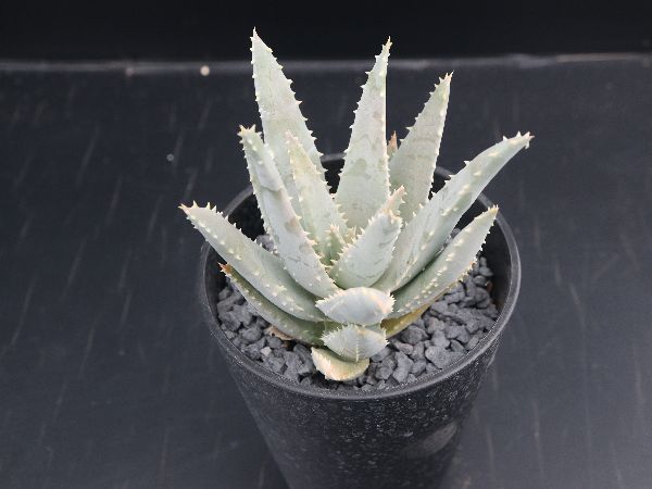 Aloe pillansii アロエ種の中で最も巨大になると言うピランシー