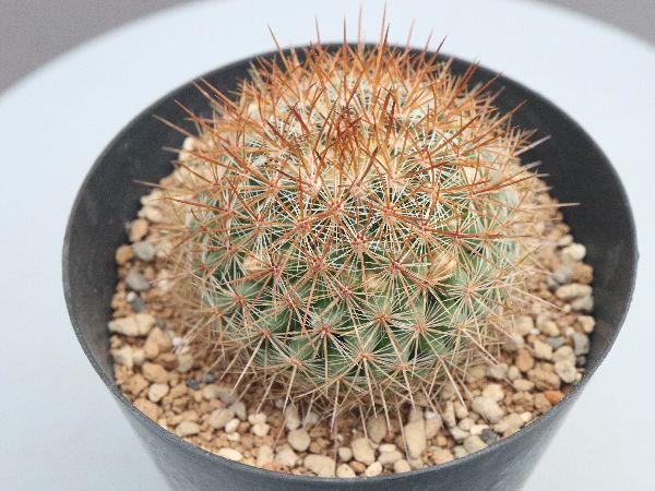 多肉植物・サボテン販売～PICO庵～ / マミラリア属