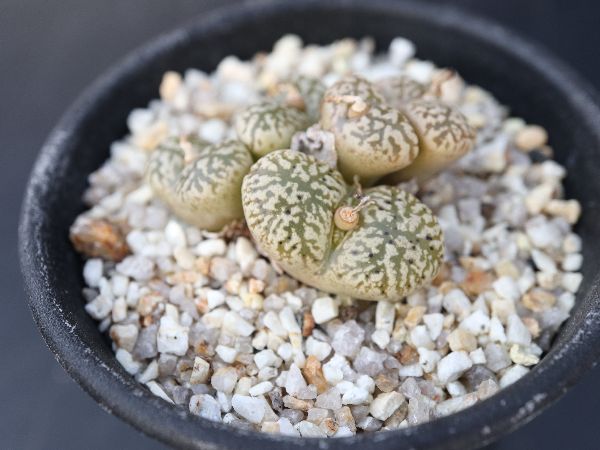 多肉植物・サボテン販売~PICO庵~ / コノフィツム属