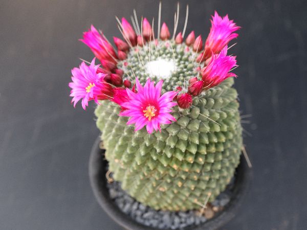 多肉植物 サボテン販売 Pico庵 マミラリア属 刺無ピコ Mammillaria Spinosissima Pico