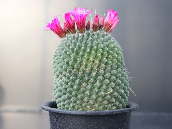 多肉植物 サボテン販売 Pico庵 マミラリア属 刺無ピコ Mammillaria Spinosissima Pico