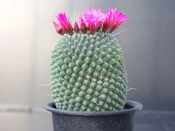 多肉植物 サボテン販売 Pico庵 マミラリア属 刺無ピコ Mammillaria Spinosissima Pico