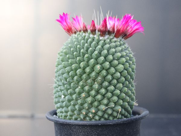 多肉植物 サボテン販売 Pico庵 マミラリア属 刺無ピコ Mammillaria Spinosissima Pico