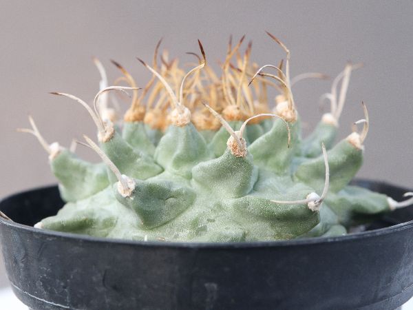 サボテン ツルビニカルプス アロンソイ 実生 大疣タイプ