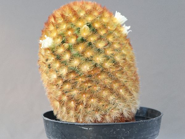 多肉植物・サボテン販売~PICO庵~ / マミラリア属 赤刺カルメナエ(Mammillaria carmenae)