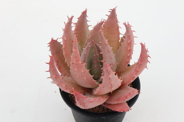 多肉植物 サボテン販売 Pico庵 アロエ属 ペグレラエ Aloe Peglerae