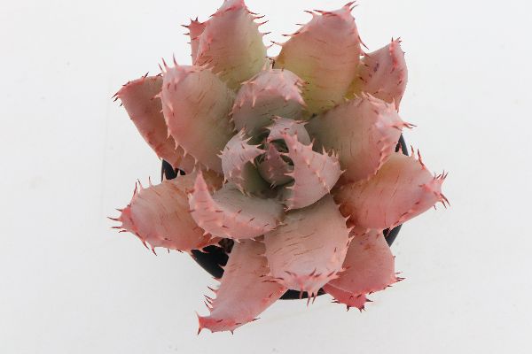 多肉植物 サボテン販売 Pico庵 アロエ属 ペグレラエ Aloe Peglerae