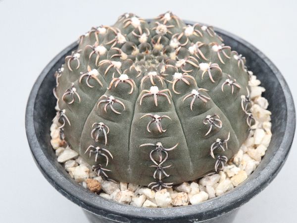 多肉植物・サボテン販売～PICO庵～ / ギムノカリキウム属