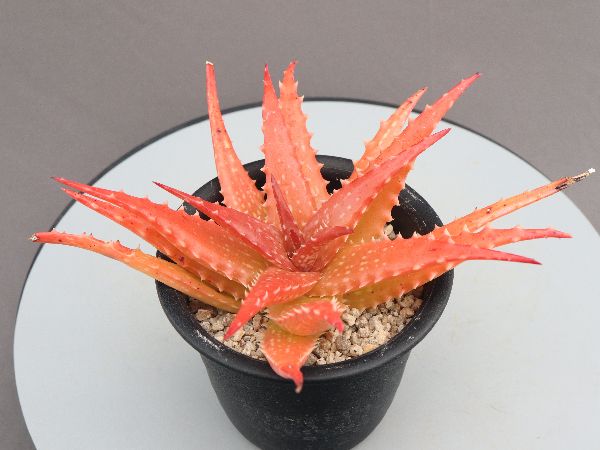 多肉植物・サボテン販売～PICO庵～ / アロエ属