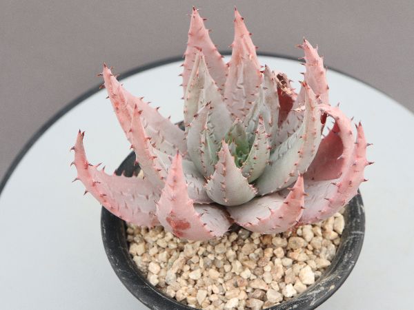 多肉植物・サボテン販売～PICO庵～ / アロエ属