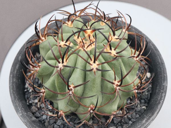 多肉植物・サボテン販売～PICO庵～ / その他