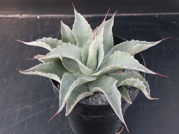 多肉植物・サボテン販売~PICO庵~ / アガベ属 オバティフォリア 多肉植物・サボテン販売~PICO庵~ / アガベ属 オバティフォリア