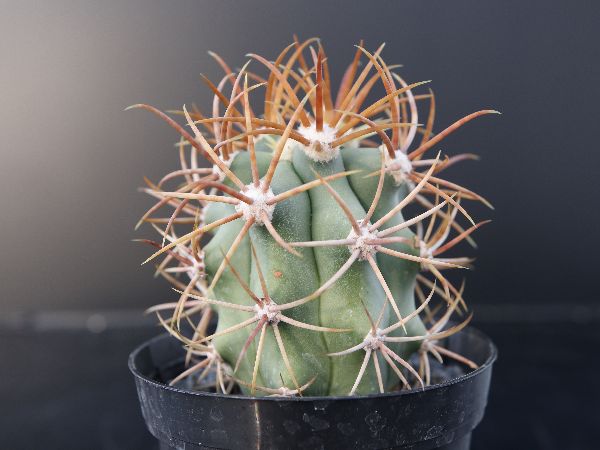 ◇フェロカクタス カルメン玉 ◇サボテン・多肉植物 ◇1391