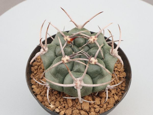 多肉植物・サボテン販売～PICO庵～ / ギムノカリキウム属 黒豹玉