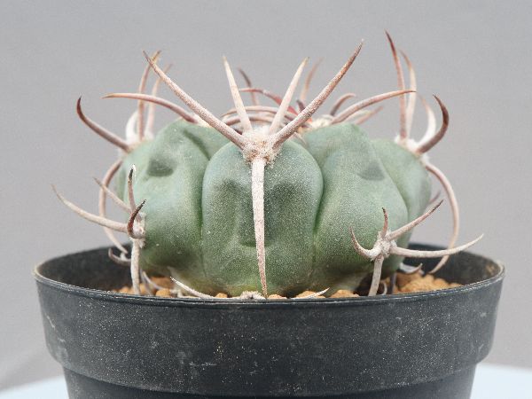 多肉植物・サボテン販売～PICO庵～ / ギムノカリキウム属 黒豹玉