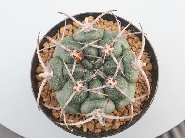 多肉植物・サボテン販売～PICO庵～ / ギムノカリキウム属 黒豹玉