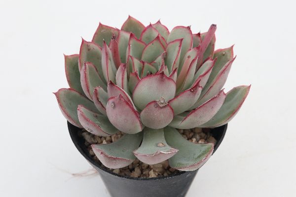 多肉植物 サボテン販売 Pico庵 エケベリア属 スターフェスティバル Echeveria Star Festival
