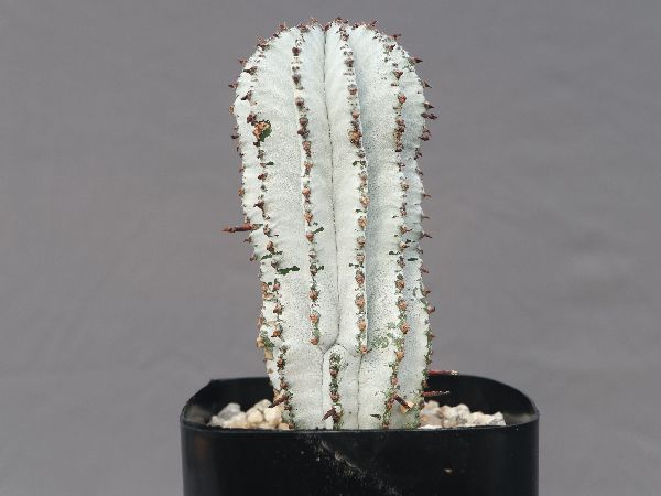 多肉植物・サボテン販売～PICO庵～ / ユーフォルビア属 ポリゴナ 
