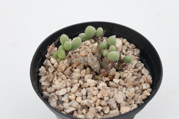 多肉植物 サボテン販売 Pico庵 コーデックス