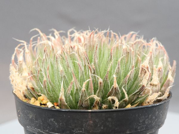 【専用出品】ローズ・オリアナ2枚セット 多肉植物・サボテン販売～PICO庵～ / ハオルチア属 シリアータ