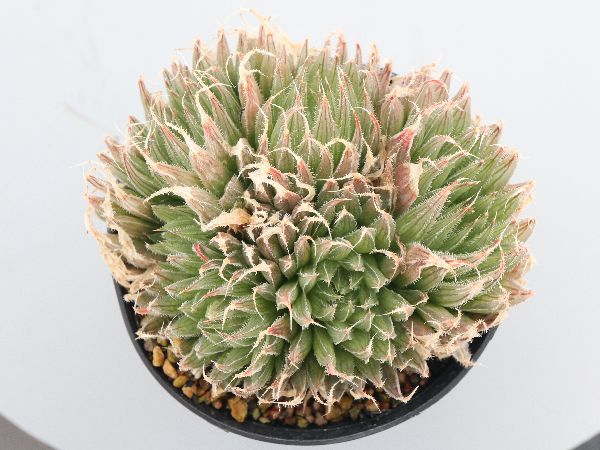 【専用出品】ローズ・オリアナ2枚セット 多肉植物・サボテン販売～PICO庵～ / ハオルチア属 シリアータ