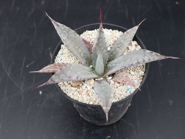 多肉植物・サボテン販売~PICO庵~ / アガベ属