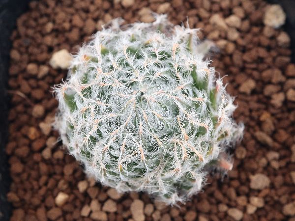 多肉植物・サボテン販売～PICO庵～ / ハオルチア属 オデッタエ（Haworthia odetteae）