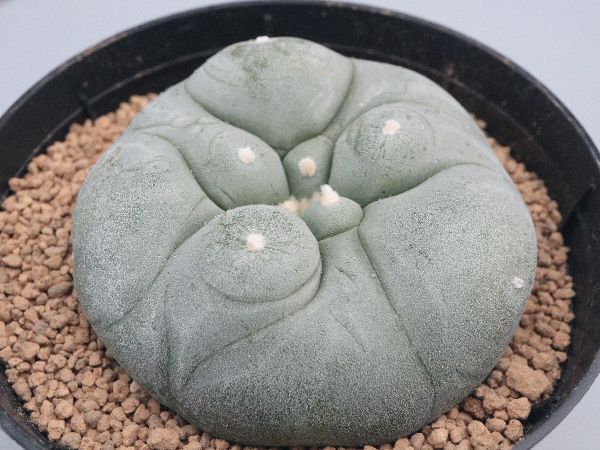 多肉植物・サボテン販売～PICO庵～ / ロホホラ属