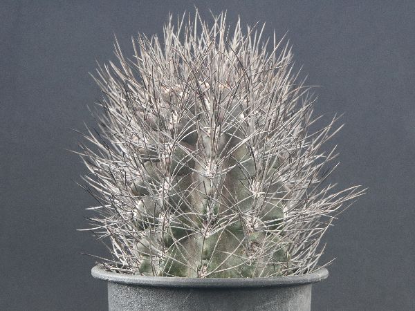 ☆激レア大株☆ エリオシケ タルタレンシス タルタルエンシス