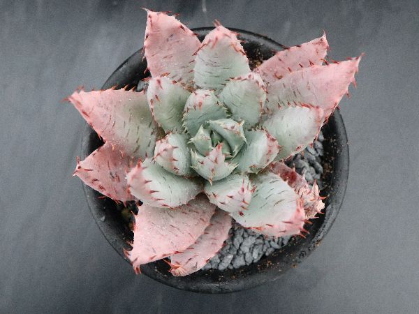 多肉植物 サボテン販売 Pico庵 アロエ属 ペグレラエ Aloe Peglerae