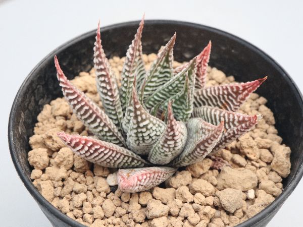 【人気沸騰】 多肉植物・サボテン販売～PICO庵～ ハオルチア属 / ハオルチア・アロエ