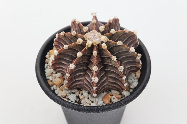 多肉植物 サボテン販売 Pico庵 Gymnocalycium Friedrichii Lb2178 ギムノカリキウム属 牡丹玉 Lb2178 多肉植物 サボテン販売 Pico庵 Gymnocalycium Friedrichii Lb2178 ギムノカリキウム属 牡丹玉 Lb2178